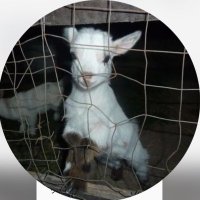 午後 (@hexavalent_neko) Twitter profile photo