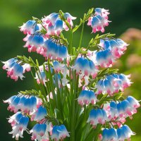 ازاد خیال (@mahm99077) 's Twitter Profile