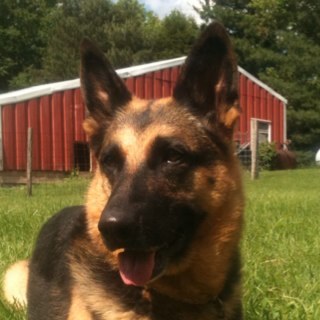 I am a veteran, dual-purpose narcotics/patrol dog for the Dowagiac Police Dept. I work the nights shift with partner looking for the bad guys and girls.