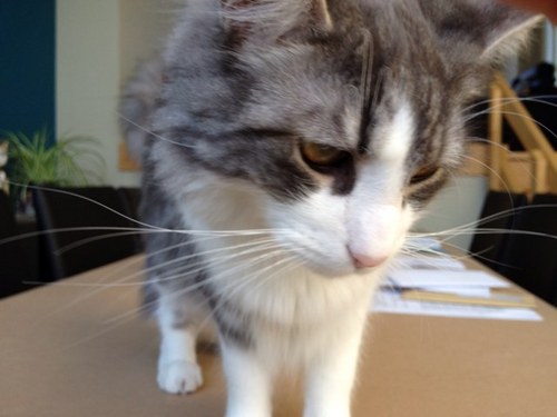 AnkSeeldraeyers's profile picture. Good friends, good books and a sleepy conscience : this is the ideal life. - Mark Twain