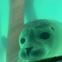 あざら猫 (@y_azara_seal) 's Twitter Profile Photo あざら猫 (@y_azara_seal) 's Twitter Profile Photo