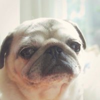 puquita (@pugfandom) 's Twitter Profile Photo puquita (@pugfandom) 's Twitter Profile Photo