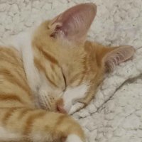 REINETTE (@ft_reinette) 's Twitter Profile