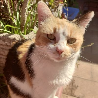 Lolasofia07's profile picture. 