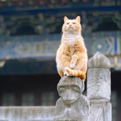 Sion666233's profile picture. 