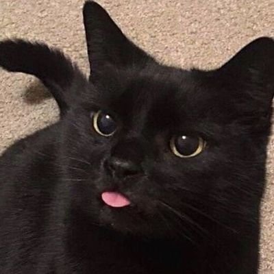 kankersosial's profile picture. dum spiro, spero.