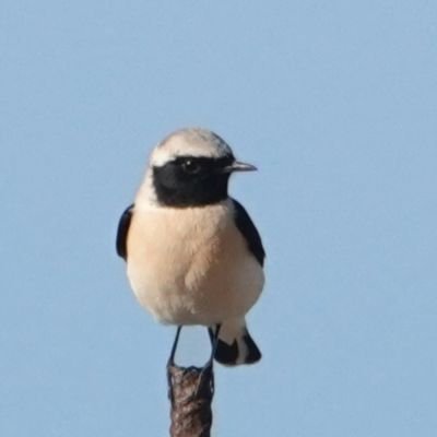 Keen birder, lover of the outdoors. Blue and white forever.