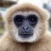 gibbon (@1gibbone) Twitter profile photo gibbon (@1gibbone) Twitter profile photo