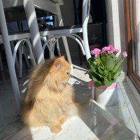 DiyalizTeknikeri (@diyalizztek) 's Twitter Profile