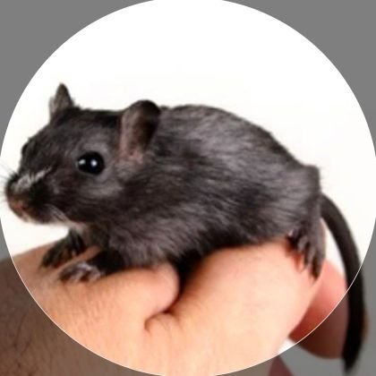 Mongolia_GerbiI's profile picture. Mongolian Black Gerbil: Born in Ukraine. Combat Survivor. Trained in: Spec Ops, Ghost Pepper Immersion, Anal Escape, Sphincter Evasion Techniques