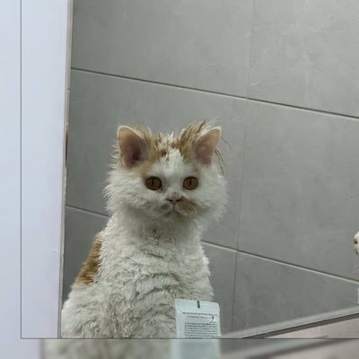 trusomynona's profile picture. uwu