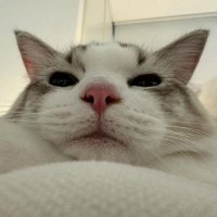 sky (@skyciell) 's Twitter Profile