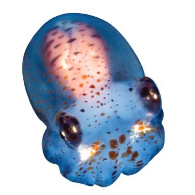 @fractalfelt