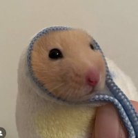 arrcer (@arrcality) 's Twitter Profile