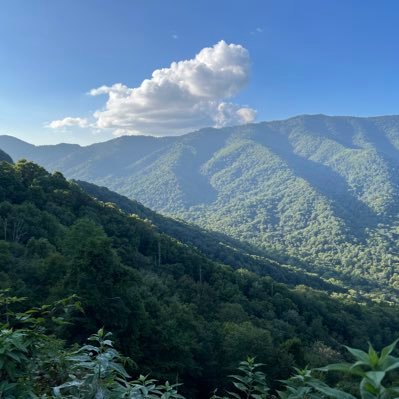AustinTelugodu's profile picture. 🇮🇳🇺🇸fan of @ncbn @naralokesh @tarak9999 #TDPTwitter