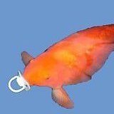 Binky Fish - SUI Network (@binkysui) 's Twitter Profile