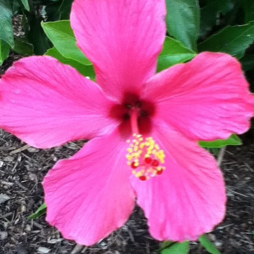 JoviPandasmiles's profile picture. 