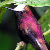 RanchoNatural's profile picture. The premier birding lodge in Costa Rica, Rancho Naturalista is among the finest in Central America. Over 430 species of birds have been recorded in the area.