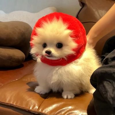 BirdyXin030's profile picture. 