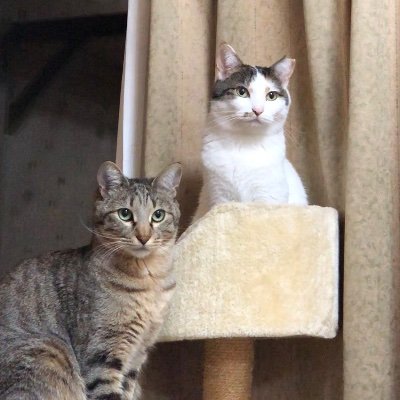 エリアトラウトにどハマり^_^朝霞ガーデンにどハマり^_^ニャンコにどハマり^_^ GO‼️宇都宮BREX‼️