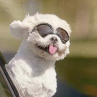 Living In CA 🌴☀️🇺🇸 (@1livinginca) 's Twitter Profile Photo