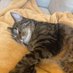 Mei-Ling (@catlover5566) Twitter profile photo Mei-Ling (@catlover5566) Twitter profile photo