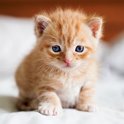 chenkai45233724's profile picture. 