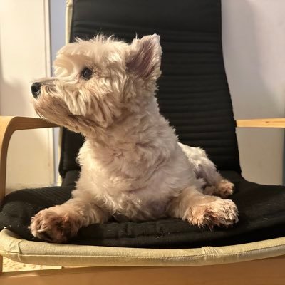 mitch_petel's profile picture. preferred pronouns: Your Highness 👸