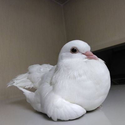 !とかいの戦うペンギン!鳥が大好きで鳥の絵ばっかり描いてる! (十姉妹→文鳥•雀•小型犬の飼育経験有。現在は孔雀鳩のナナと暮らしてます🕊️)