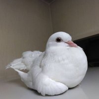 和希(かずき) (@siroajisasi) 's Twitter Profile