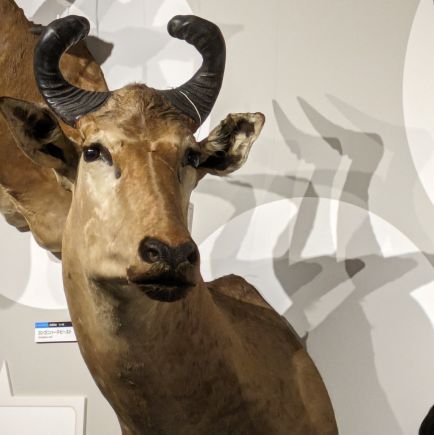 1451xp_zeta's profile picture. 言語学とか数学とかやっているはず。よくツイートを消す。興味あるもの：(歴史)言語学/宇宙物理/昆虫・応用生物学/哲学/政治/数学...etc.ねこと多足類が好き。中2。　　　　　　　　　　　　　　　　　　　　　　　　　　学習中：羅語とか露語とか/学びたい：古典ヘブライ語、現代波斯など。何もできない。命名に深い意味はない