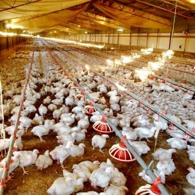 mj_poultryfeed's profile picture. wauzaji wa vyakula,Channing na dawa za mifugo(kuku,ngo’ombe,nguruwe n.k).