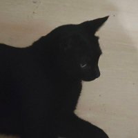 qwer (@piyunhan1125) 's Twitter Profile