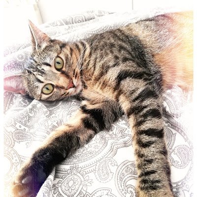 angelboullosag's profile picture. 