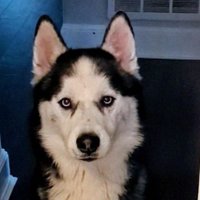 Roxy ๐๐๐๐๐๐๐บ (@roxybyrd4) 's Twitter Profile