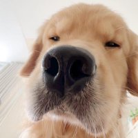 Retriever🐶 (@retriev13) 's Twitter Profile