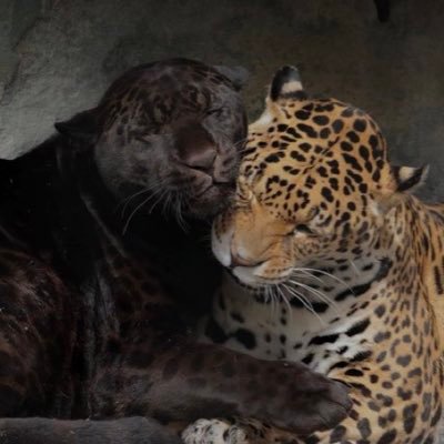 thopishin's profile picture. In a constant state of evolving. 🌿✨ Yokuts/Paiute/Black