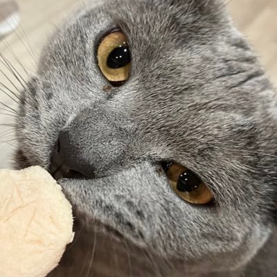 ねこやなぎだった猫さんのプロフィール画像