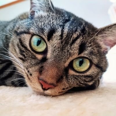 のらのやまねこ (@wild_cat08) / X
