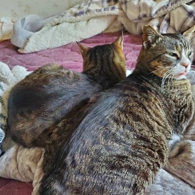 小太郎♂ 桜♀ とまったり生活!
猫好きさんと繋がりたい!
動物が好きすぎて。。。
いつもイイネありがとうございます!
フォロバさせて頂きますm(_ _)m
保護活動してる方本当にリスペクト!
何か力になれればといつも思う
#猫
#猫好きさんと繋がりたい
#猫が好きすぎる