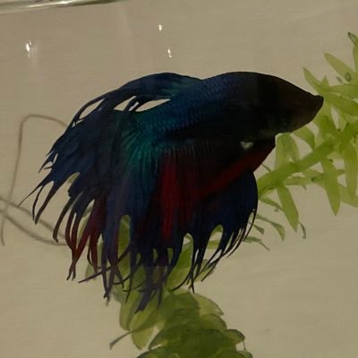 suisou_shumi's profile picture. 