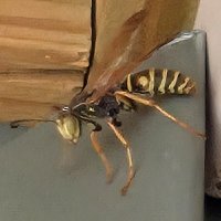 Wasp Warrior (@death3statues) 's Twitter Profile Photo