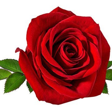 payaro46's profile picture. 