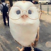 leo beo (@pathoparty) 's Twitter Profile