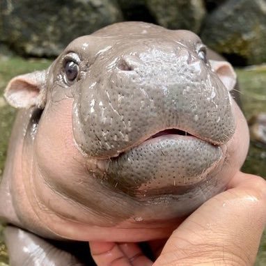 iamnotningnong's profile picture. 