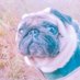 さつまいも (@gabugabu0820) Twitter profile photo さつまいも (@gabugabu0820) Twitter profile photo