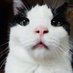 smalllife🐾👣🐾 (@amamnijnin) Twitter profile photo smalllife🐾👣🐾 (@amamnijnin) Twitter profile photo