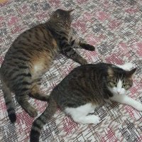 Dilek 🇹🇷 (@dilek_1010) 's Twitter Profile