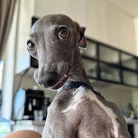 zahira (@loreneleven) 's Twitter Profile