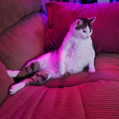 Married 💖 Cat Mom 🐈⬛ Animal Lover 🐦🕊 Woke AF #LGBTQIA #BLM #BlueCrew 🚫 Porn MAGAts Blocked No DMs !!!